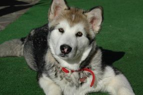 cute fluffy malamute puppy