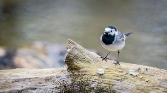 white wagtail on a branch by the river