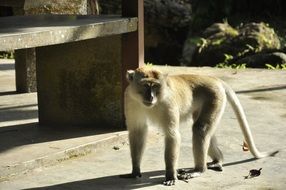 monkey walking