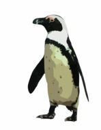 Beautiful Arctic Penguin clipart