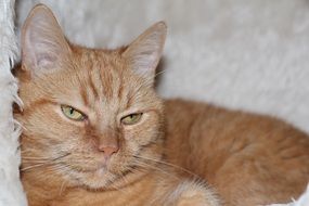 homemade red cat close up
