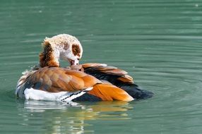 Egyptian Goose on Water