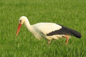 stork walks on green grass in a meadow