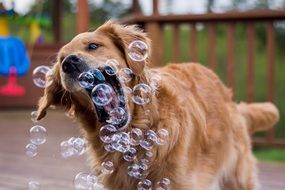 Dog Play with Bubble