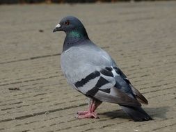 enchanting Dove in city