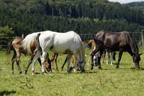 grazing herd of horses
