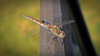 closeup of a dragonfly in nature