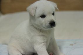 Korean Jindo Dog