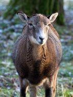 Capricorn female in Wild life