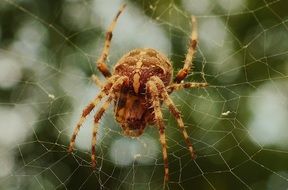 big brown spider in a spider web closeup