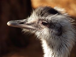 Grey Ostrich bird