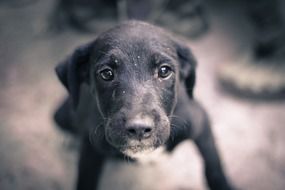 portrait of a cute black puppy