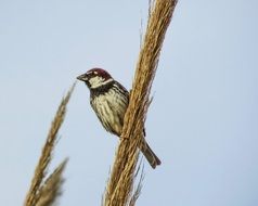 sparrow on the plant