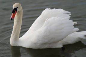 a white swan swims gracefully in a lake