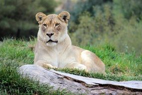 africa Lioness