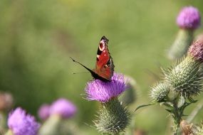 butterfly on colorful flowers of thistle