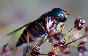 fly on dry plant, macro