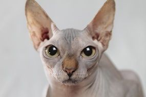 Cat Sphinx