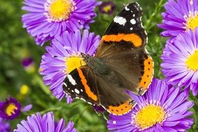 Butterfly Admiral Blossom Bloom
