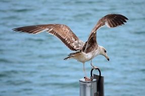 seagull near the water close up