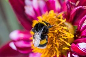 bumblebee on the dahlia blossom