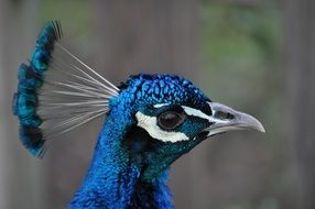 peacock head close up