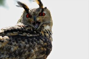 portrait of an eurasian eagle owl