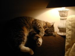 cat under the table lamp