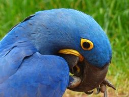 Portrait of Blue Parrot