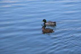 mallard swimming in the river