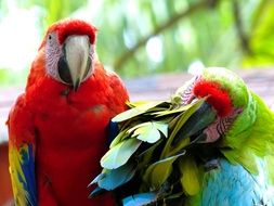 two colorful parrots on a blurred background