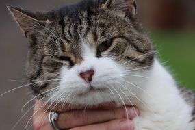caressed cat