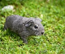 silver grey guinea pig