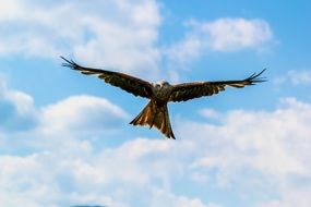 eagle flying under the clouds