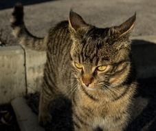 striped Young Domestic Cat portrait
