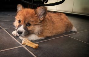 Welschcorgi Corgi Dog