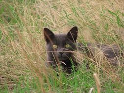 black cat in the dry grass