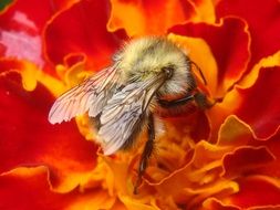 bumblebee On red Flower