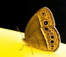 amazing butterfly sitting on yellow surface