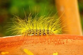 Yellow fluffy caterpillar