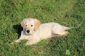 reclining cute golden retriever puppy