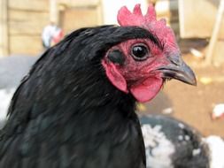 black hen