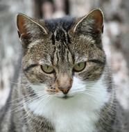 portrait of a gray striped cat on a blurred background