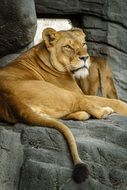 reclining lioness on rock