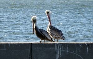 brown pelicans in wildlife