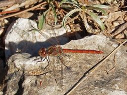 Natural Red Dragonfly