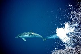 two dolphins swimming in the sea in Greece