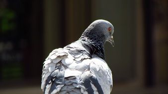 grey dove, back view