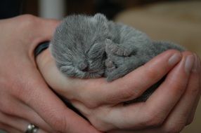 portrait of cute newborn Kitten in hands