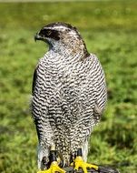 portrait of a perched bird of prey on blurred background